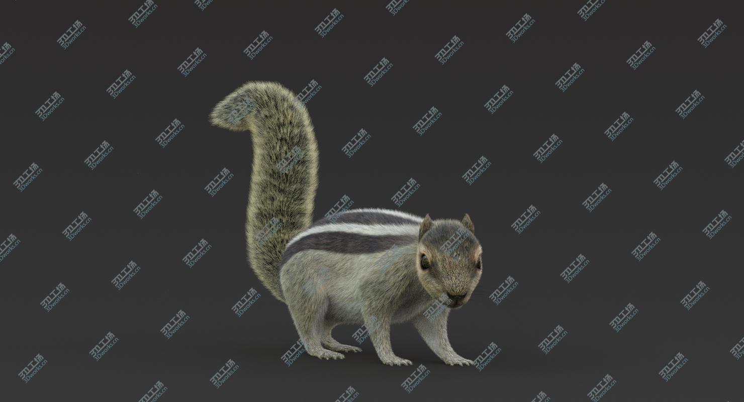 images/goods_img/2021040162/3D Squirrel 2 (Fur) Rigged model/3.jpg